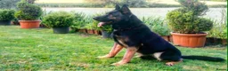 German Shepherd dogs for sale: Elite DDR / Czech Working Line GSD Pups in Ashton-under-Lyne - Advert 1