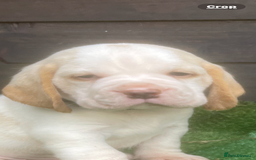 Beagle dogs for sale: Beautiful beagle boys kc reg ready 19 sept  - Image 34