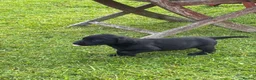 Labrador Retriever dogs for sale: Labrador puppies for sale KC registered  in Nairn - Advert 9