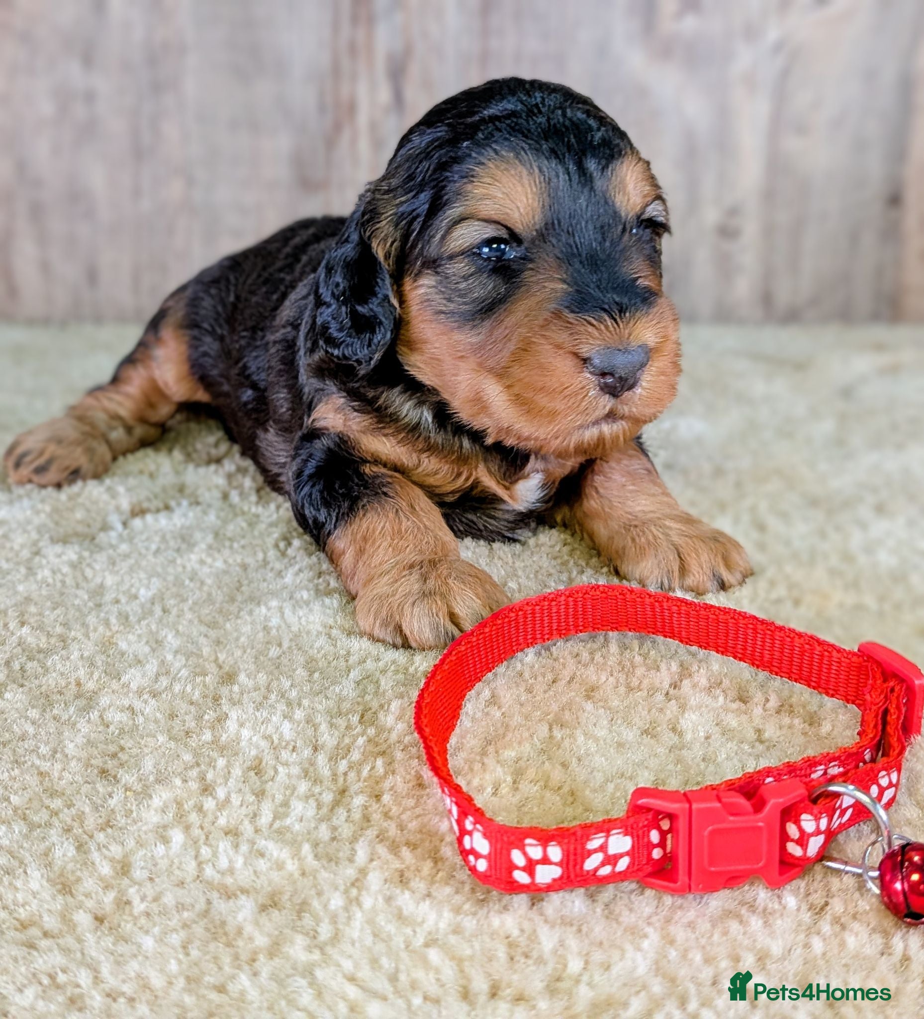 Cockapoo dogs Beautiful F1B Cockapoos - Advert 1