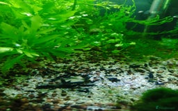 Shrimps fish for sale: Neocaradina Shrimp (Blue, High grade) - Image 3