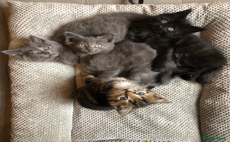 Mixed Breed cats - Advert 2
