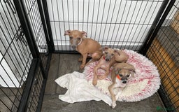 Italian Greyhound dogs for sale:  Beautiful Italian greyhound puppies  - Image 5