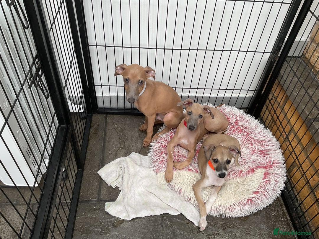 Italian Greyhound dogs for sale:  Beautiful Italian greyhound puppies  - Image 5