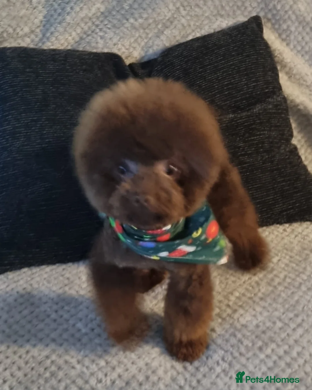 Toy Poodle dogs for stud: Stunning Asian teddy bear faced poodle stud  - Advert 2