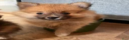 Pomeranian dogs for sale: Pomeranian Puppies - Advert 17