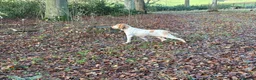 Bracco Italiano dogs for sale: Spring Litter Planned  - Advert 18