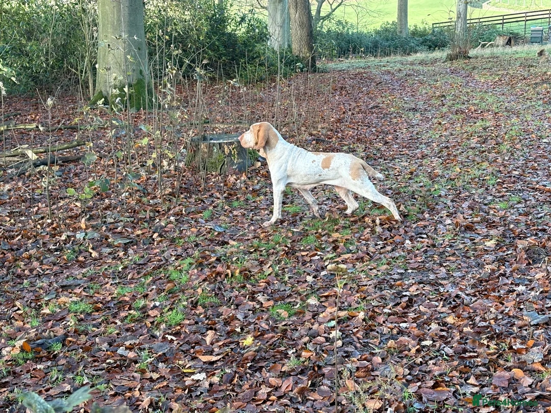 Bracco Italiano dogs for sale: Spring Litter Planned  - Advert 18