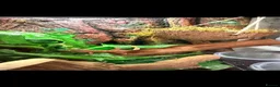 Gecko reptiles for sale: Crested gecko babies  - Advert 13