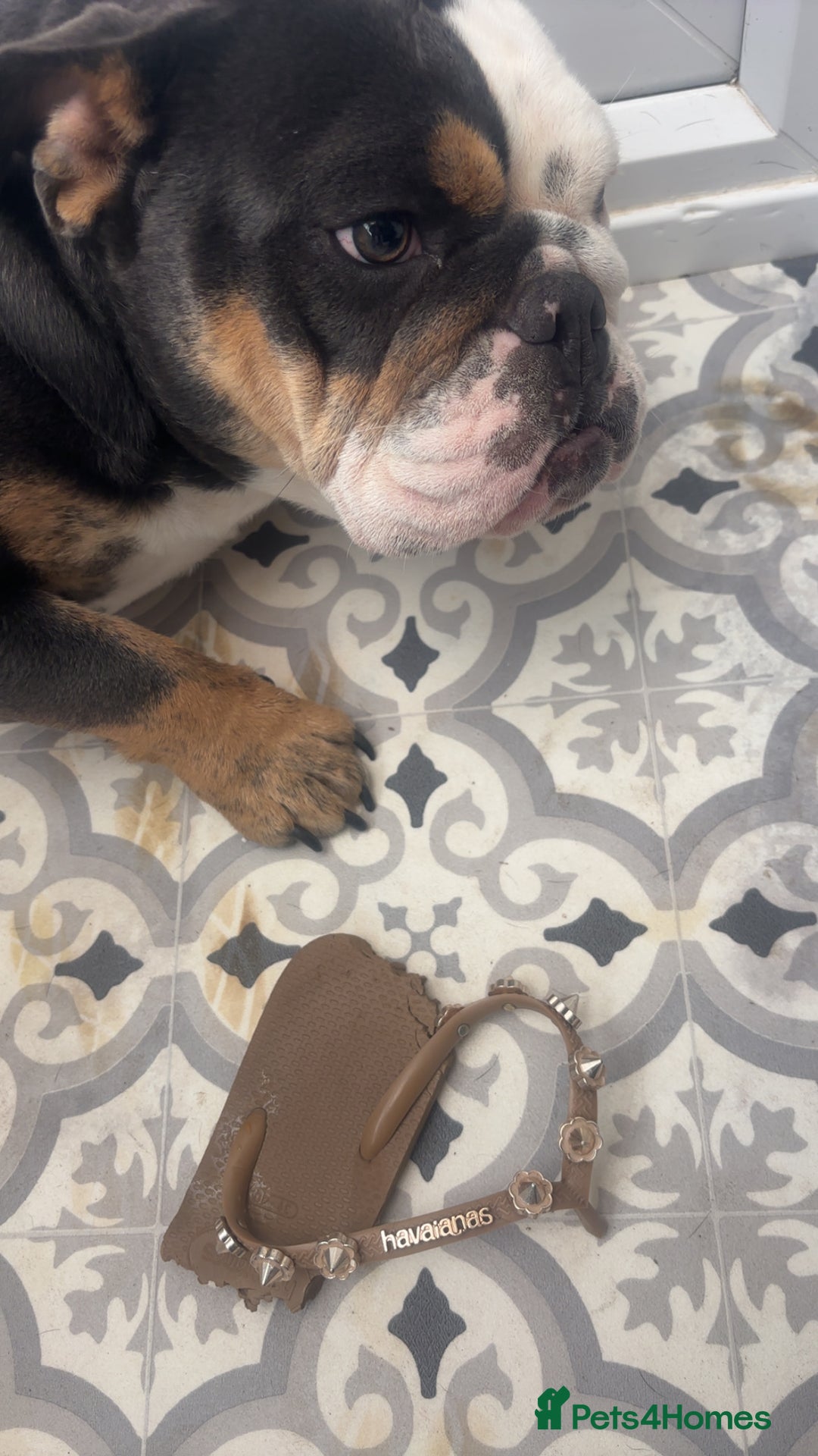 English Bulldog dogs for sale: rehoming our 1 year old bulldog - Advert 7