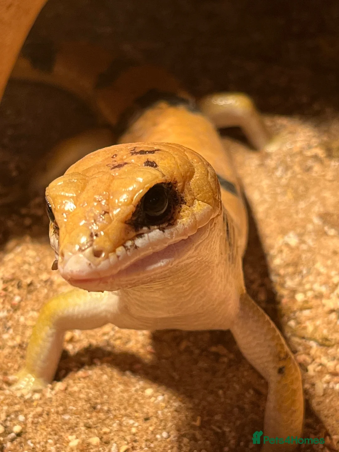 Skink reptiles for sale: Peter’s Banded Skinks + Set Ups in Wakefield - Advert 2