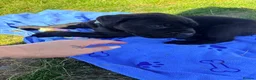 Cane Corso dogs for sale: Cane Corso puppy’s  - Advert 29