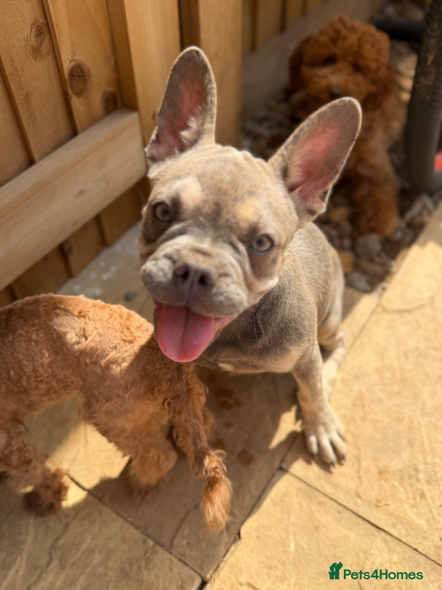 French Bulldog dogs Gorgeous girl  - Advert 1