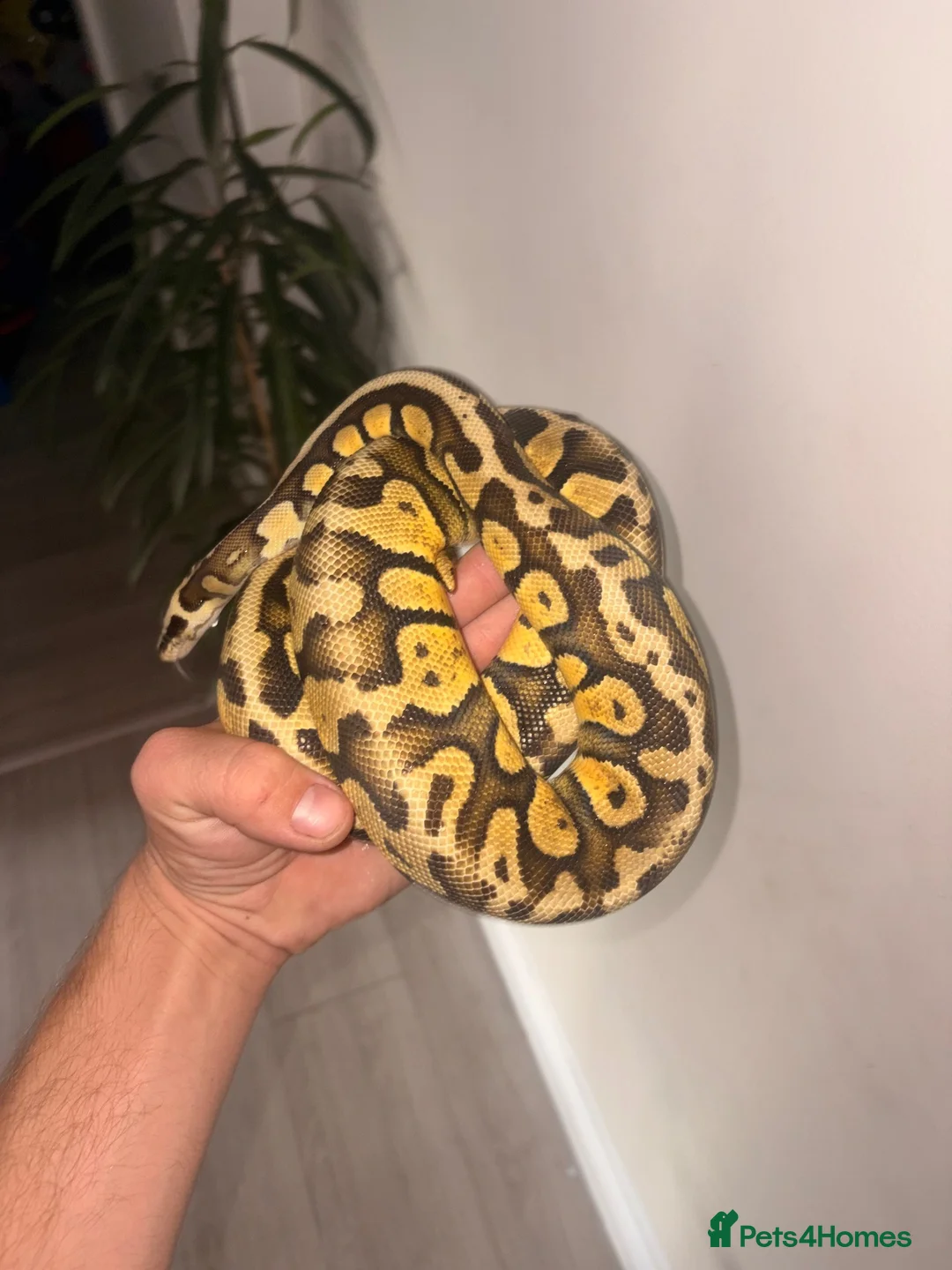 Snake reptiles for sale: Male and female  Ball python  - Advert 4