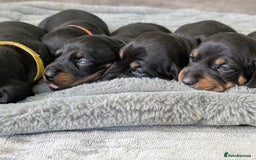 Dachshund dogs for sale: 🐾 Standard Dachshund Puppies-Absolutely perfect🐾 - Image 6