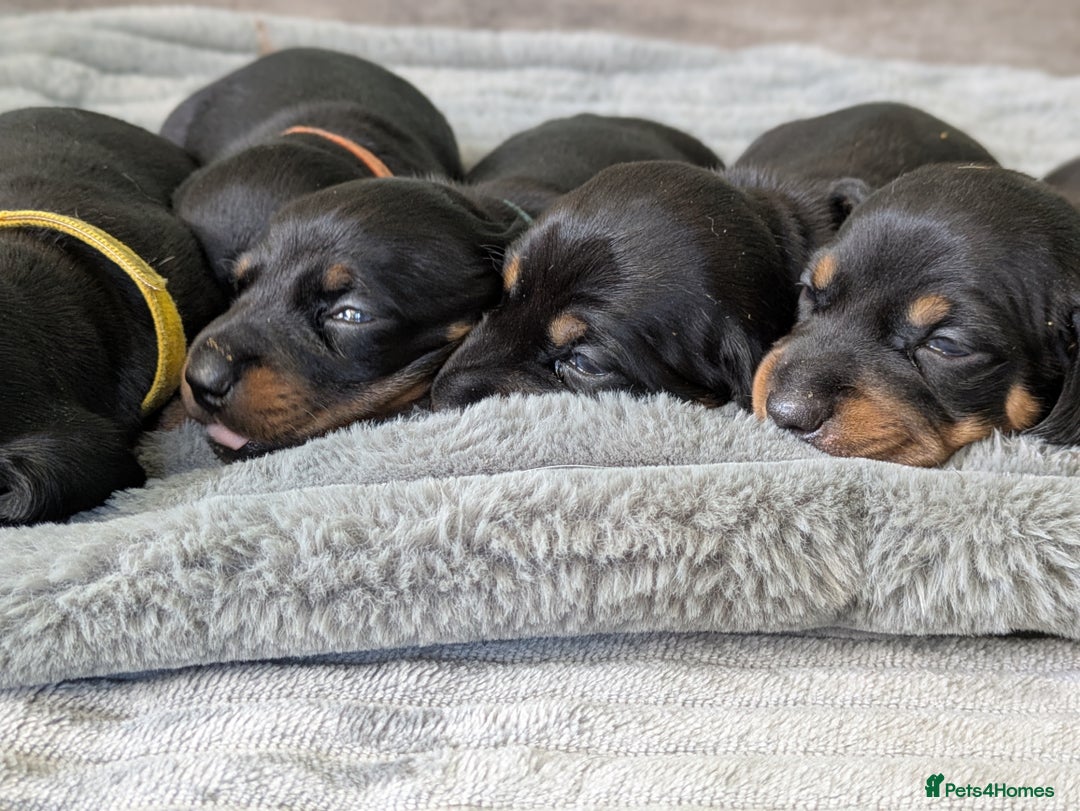 Dachshund dogs for sale: 🐾 Standard Dachshund Puppies-Absolutely perfect🐾 - Image 6