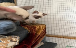 Siamese cats for sale: Siamese chocolate kittens - Image 10