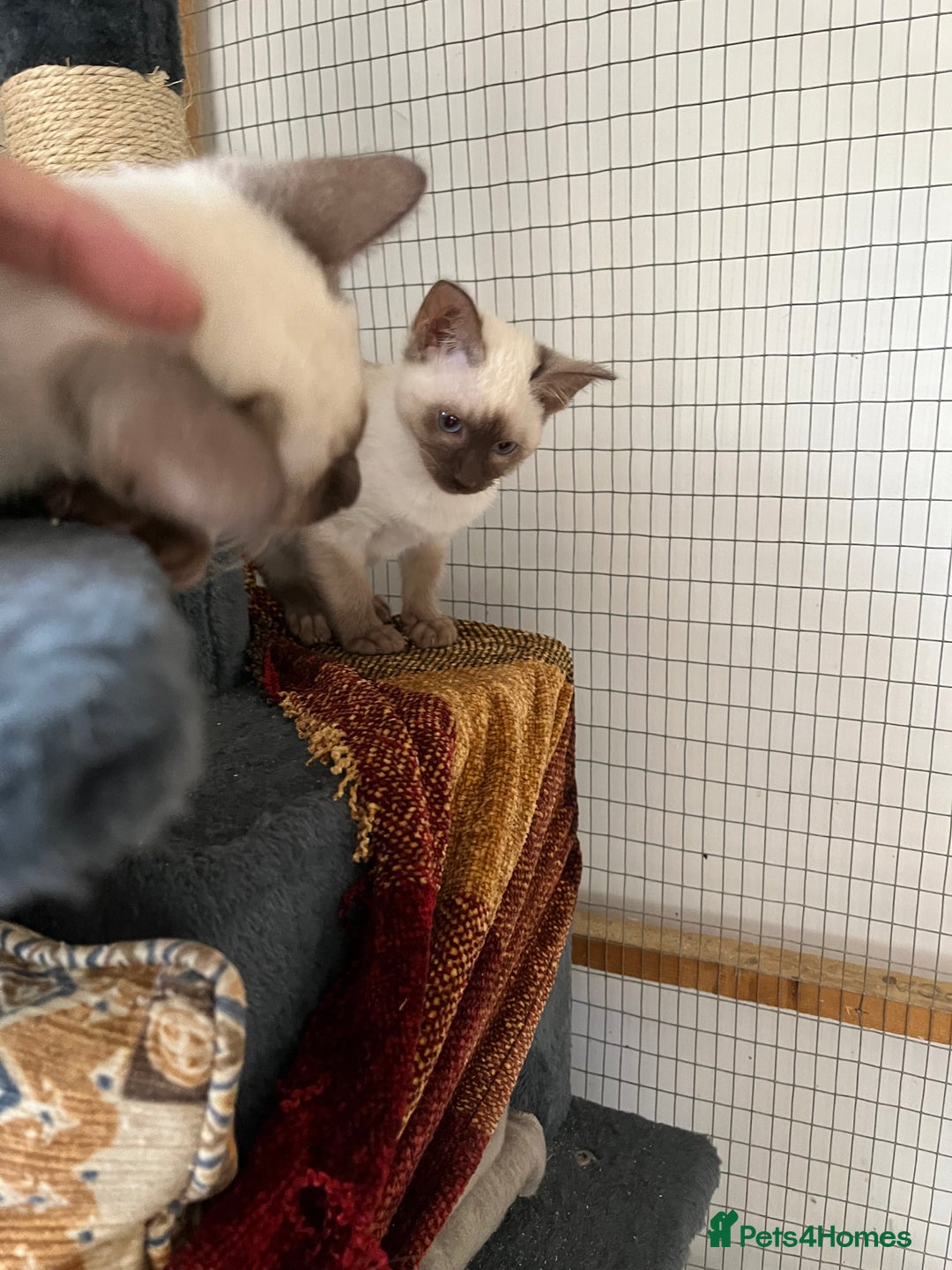 Siamese cats for sale: Siamese chocolate kittens - Image 10