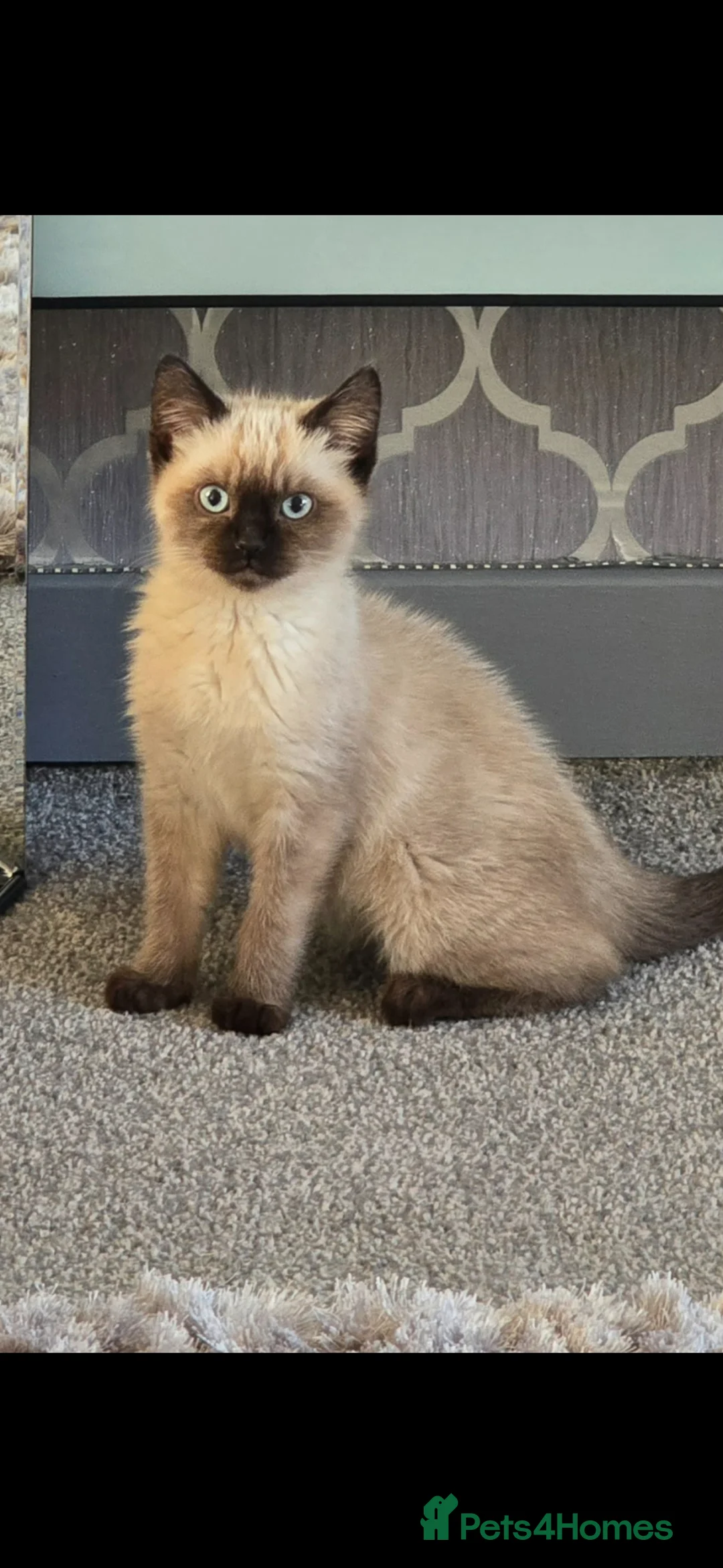 Siamese cats for sale: Beautiful Siemens girl  - Advert 1