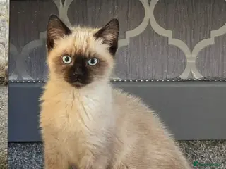 Siamese cats Beautiful Siemens girl - Advert 5