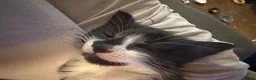 Mixed Breed cats for sale: 2 femles left read description x - Advert 3