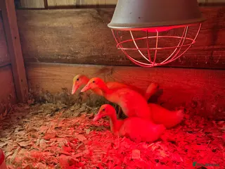 Ducks poultry Ducklings for sale - Advert 2