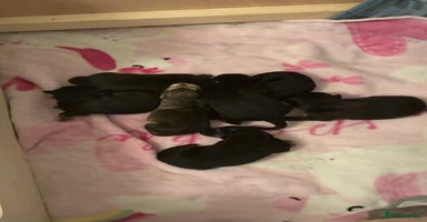 German Shepherd dogs German shepherd puppies  - Advert 11