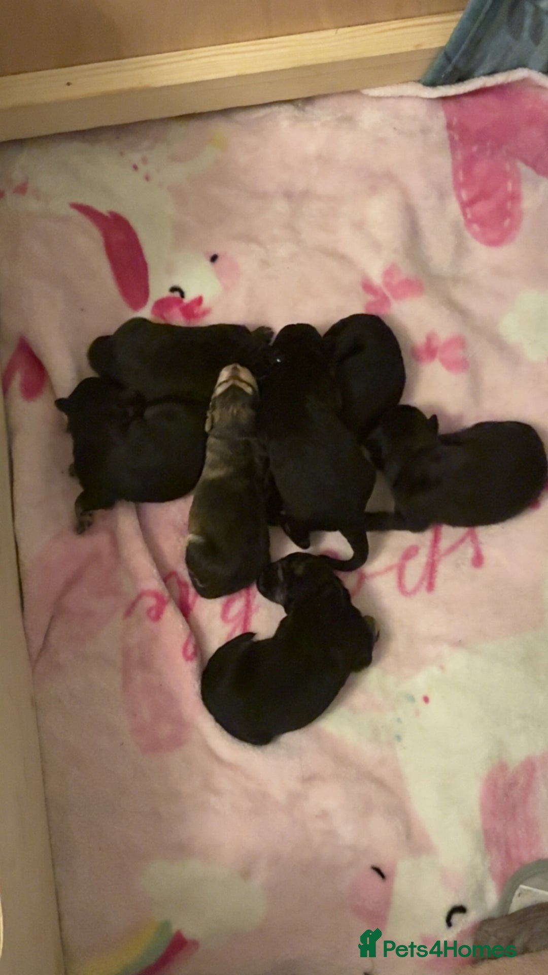 German Shepherd dogs for sale: German shepherd puppies  - Image 3