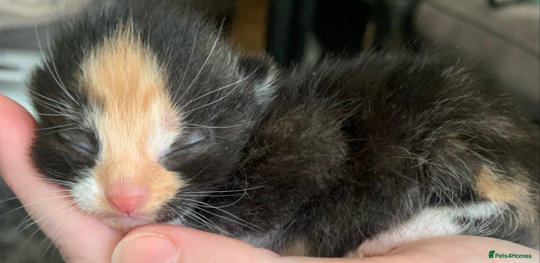 Mixed Breed cats for sale: Mixed litter of beautiful kittens  - Advert 1