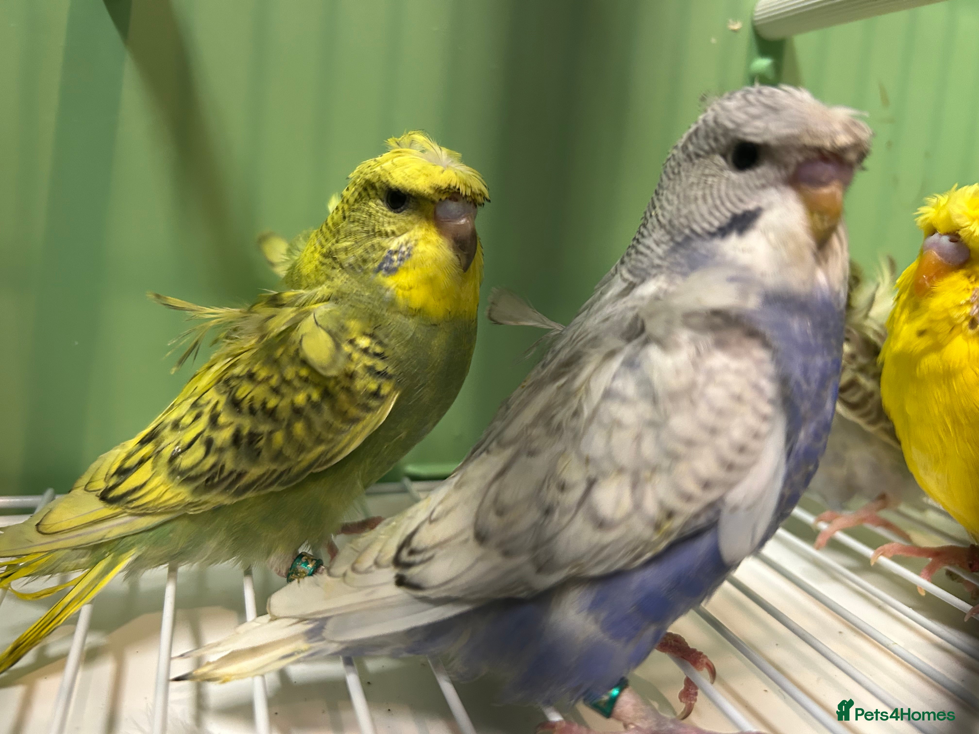 Budgerigars birds Helicopter/Hagoromo budgies for sale, good health - Advert 2