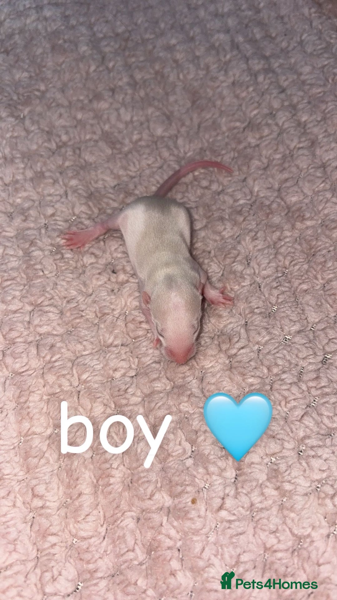 Rat rodents for sale: Baby rats for sale  - Advert 3