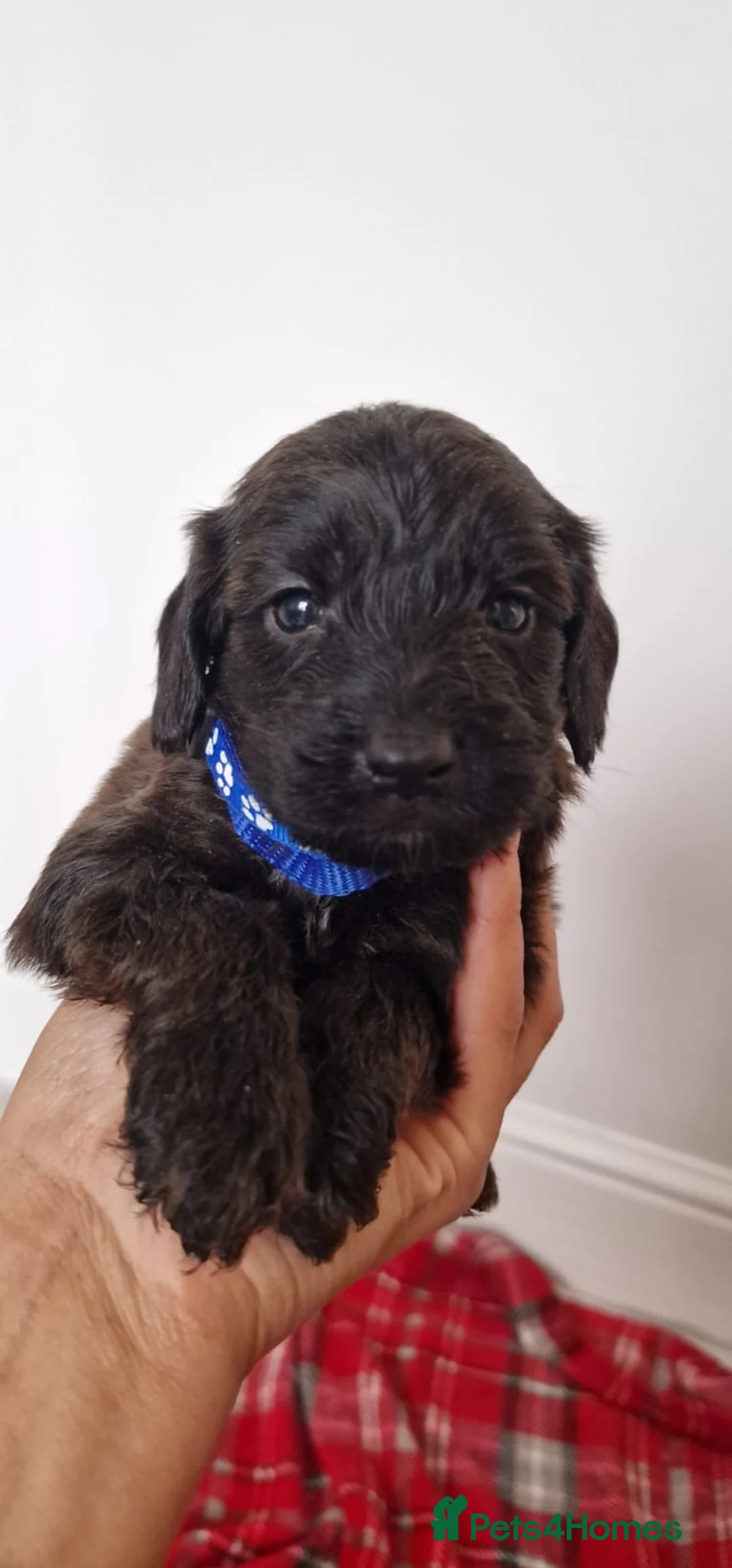 Cockapoo dogs for sale: Reduced £800 1 remaining female cockapoo Puppy  - Advert 14