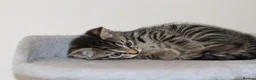 Mixed Breed cats for sale: Adorable Kittens Ready Soon - Advert 21