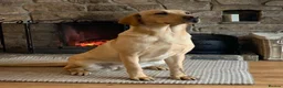 Labrador Retriever dogs for sale: Stunning, Health Tested Parents, KC Lab Puppies - Advert 12