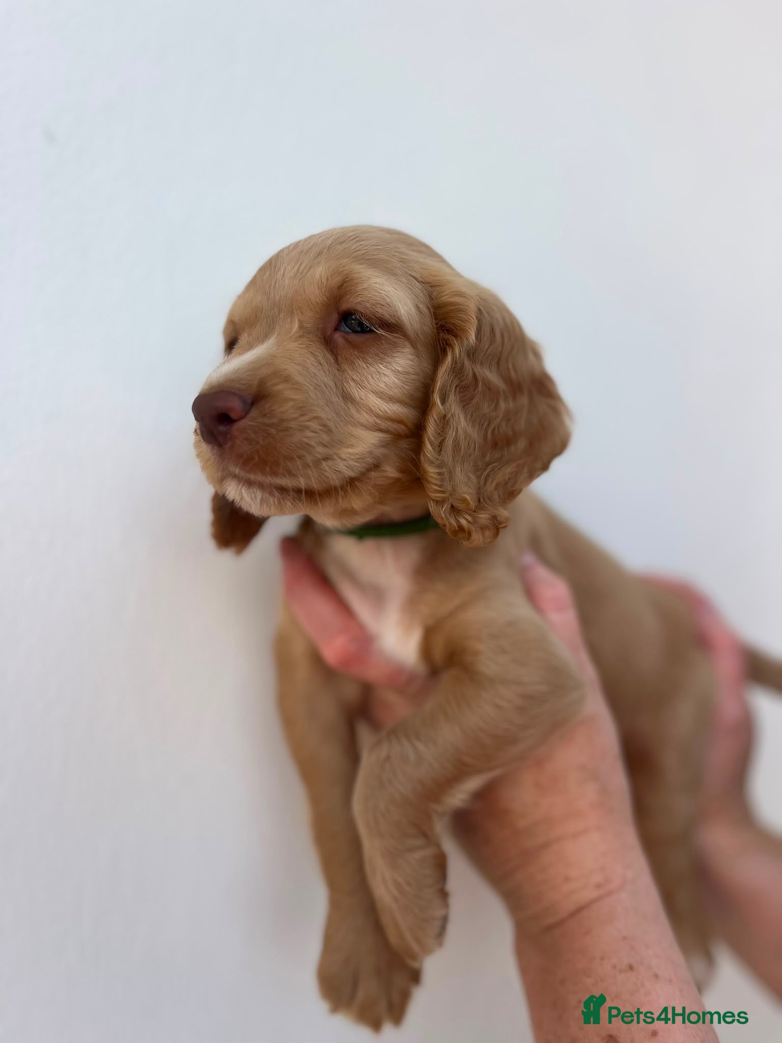 Cocker Spaniel dogs Beautiful KC Working Cocker Spaniel Puppies. - Advert 1