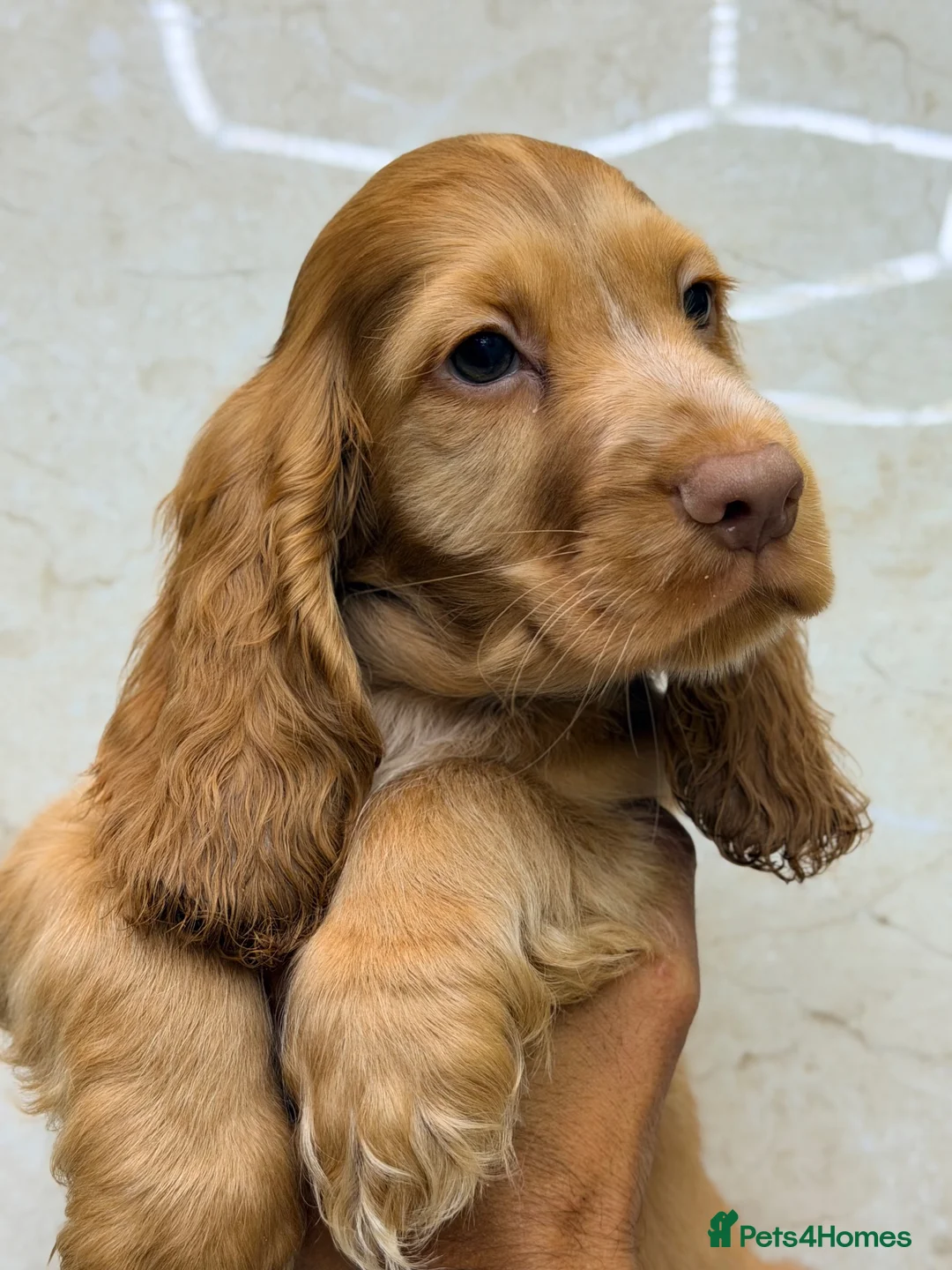 Cocker Spaniel dogs for sale: 🍣The Sushi Roll Litter🍣 in Preston - Advert 8