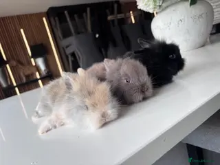Mixed Breed rabbits Baby bunnies available to reserve - Advert 3