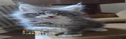 Maine Coon cats for sale: Outstanding quality Tica reg Mainecoon  - Advert 13