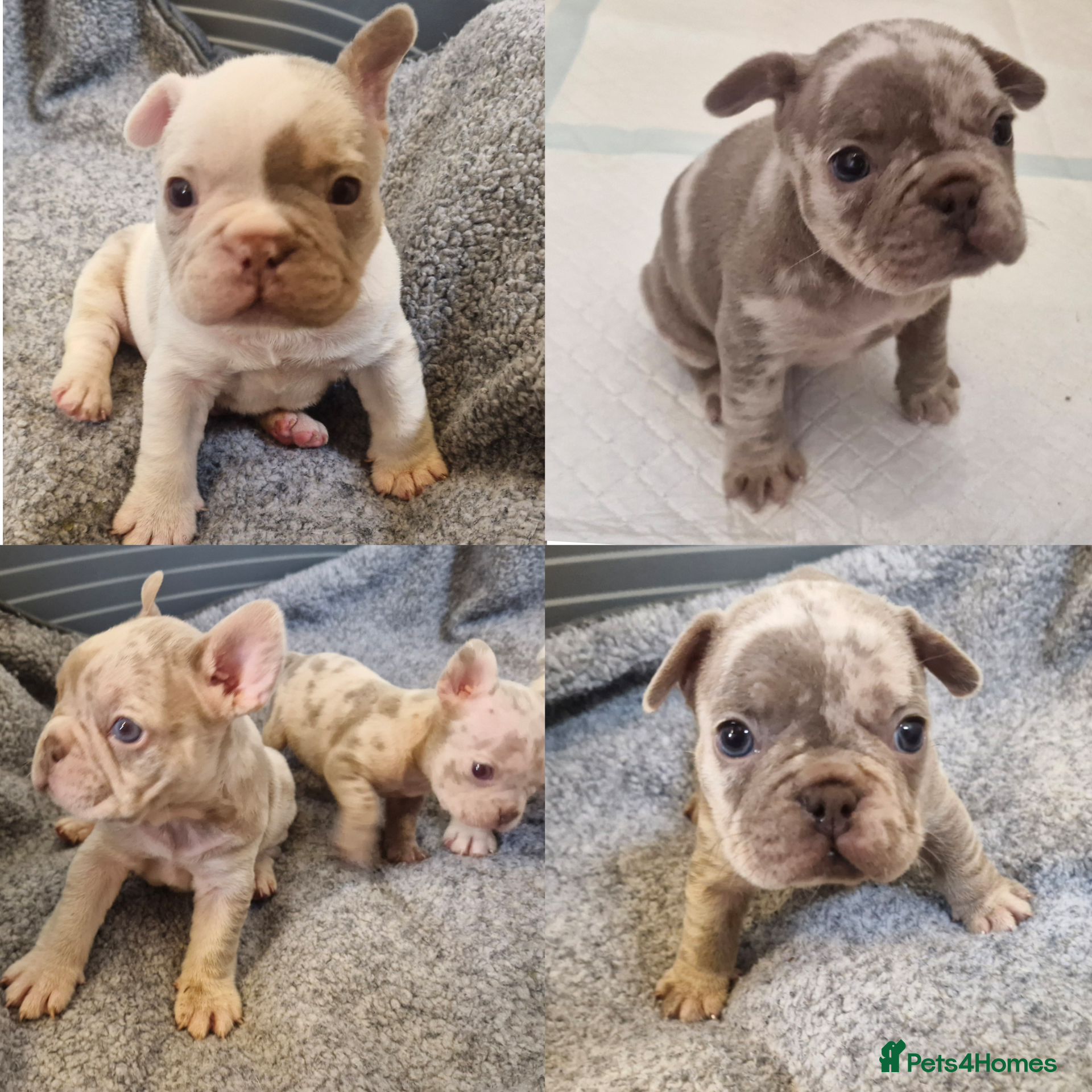 French Bulldog dogs Stunning dwkc merle french bulldogs  - Advert 11