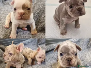 French Bulldog dogs Stunning dwkc merle french bulldogs - Advert 11