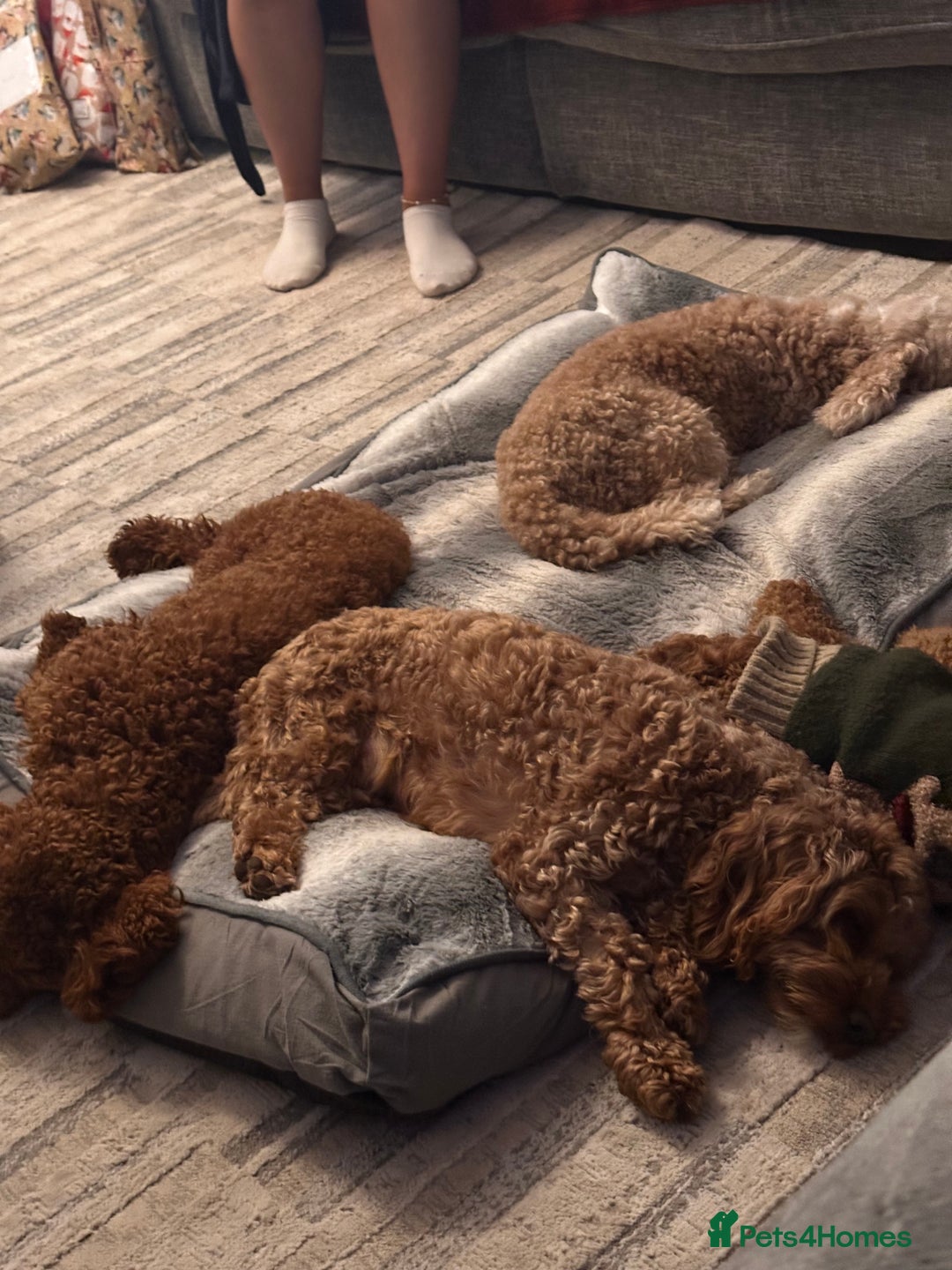 Cockapoo dogs for sale: Stunning litter of true miniature cockapoos ⭐️🐾🐾 - Advert 11