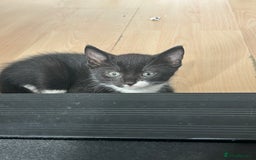 British Shorthair cats for sale: BRITISH SHORTHAIRED KITTENS FOR SALE - Image 3