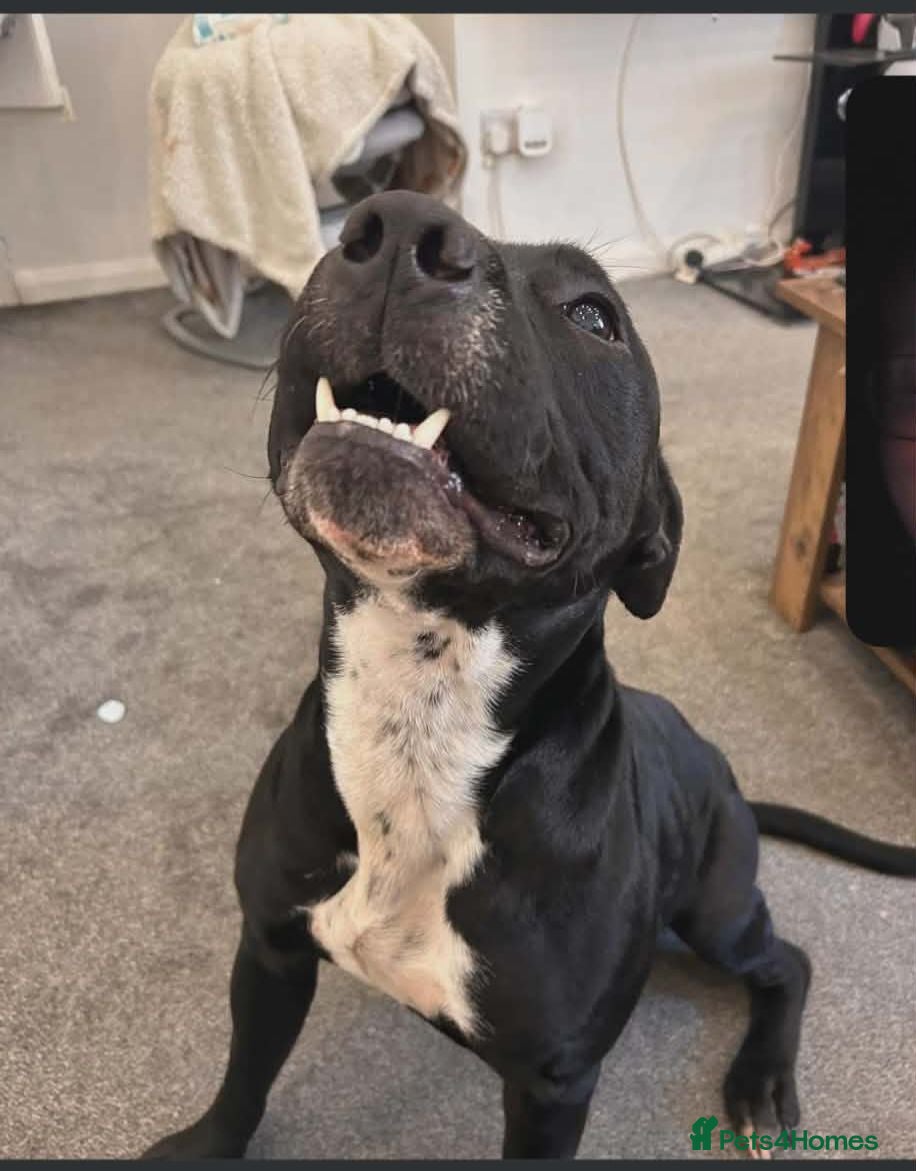 Staffordshire Bull Terrier dogs Male dog , Bam - Advert 1