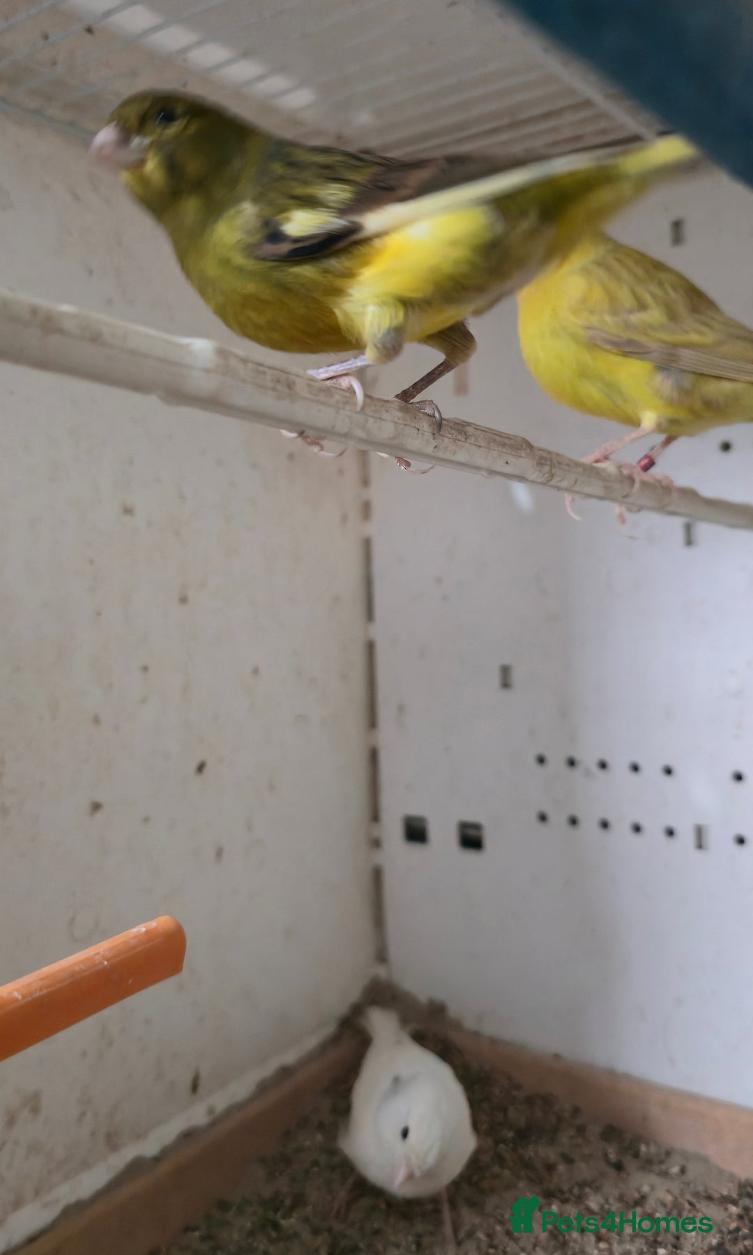 Canaries birds for sale: Canaries  - Image 20