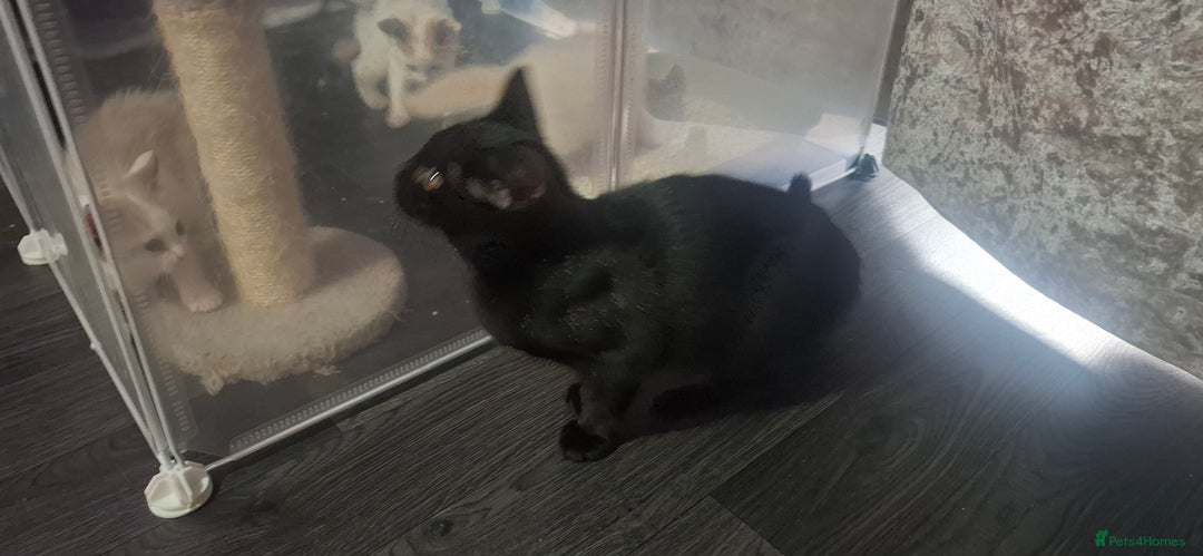 Mixed Breed cats for sale: Gorgeous  - Image 1