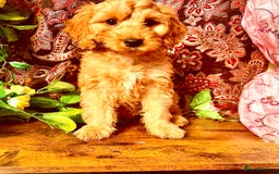 Cockapoo dogs for sale: Quality F1 Cockapoo Puppies GIRLS Various pricing  - Image 8
