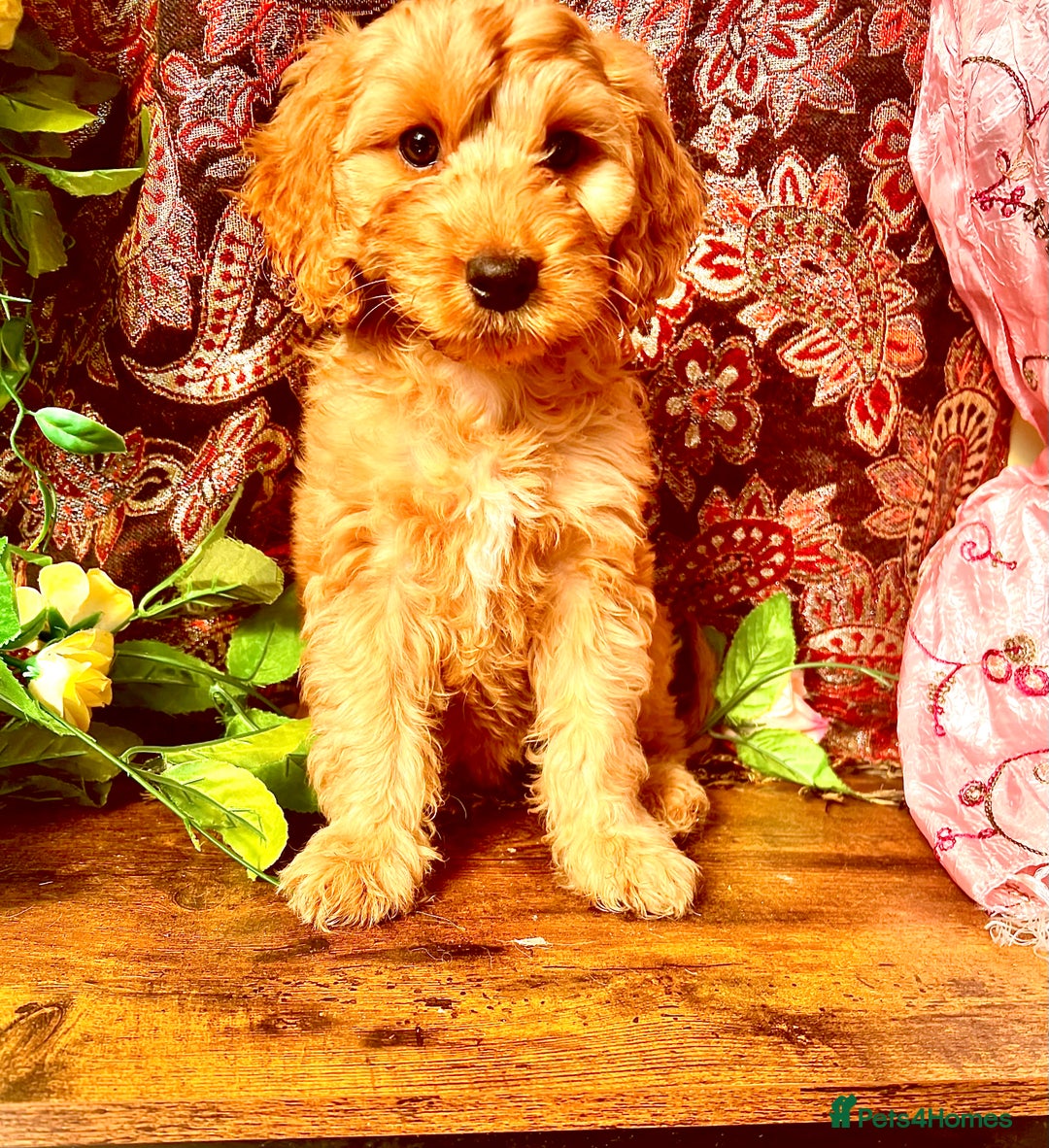 Cockapoo dogs for sale: Quality F1 Cockapoo Puppies GIRLS Various pricing  - Image 8