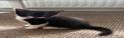 Mixed Breed cats for sale: Beautiful kitten looking for his forever home  - Advert 3