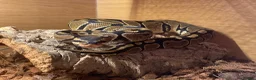 Python Snake reptiles for sale: Snakes for rehoming  - Advert 5