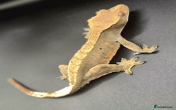 Gecko reptiles for sale: Female Crested Gecko - Image 3